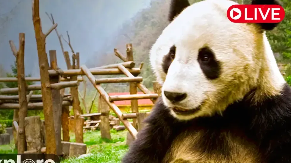 Live Webcam Giant Panda, Gengda Valley