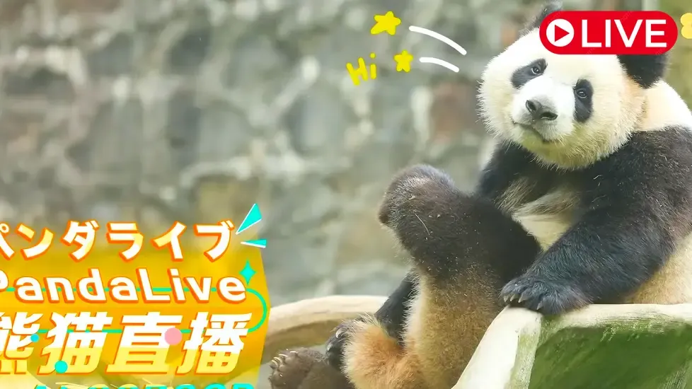 Giant Panda, Sichuan Live Cam