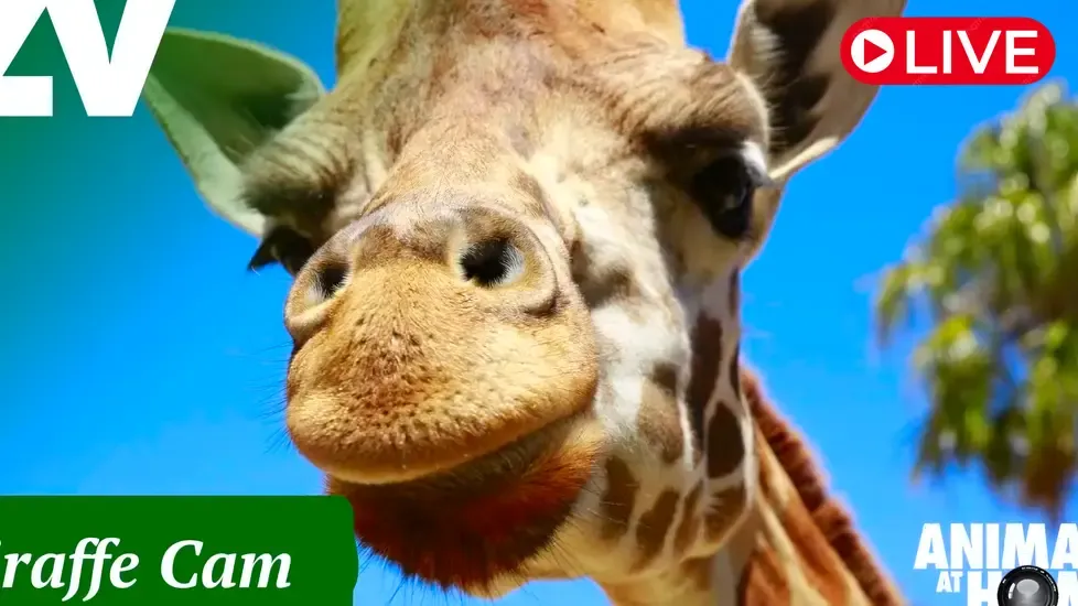Giraffes, Melbourne Zoo Live Cam