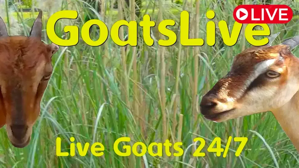 Goats, Brooksville Live Cam