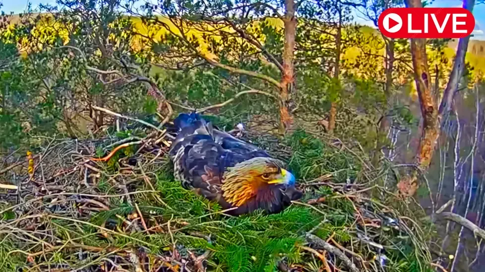 Golden Eagles Nest, Latvia Live Cam