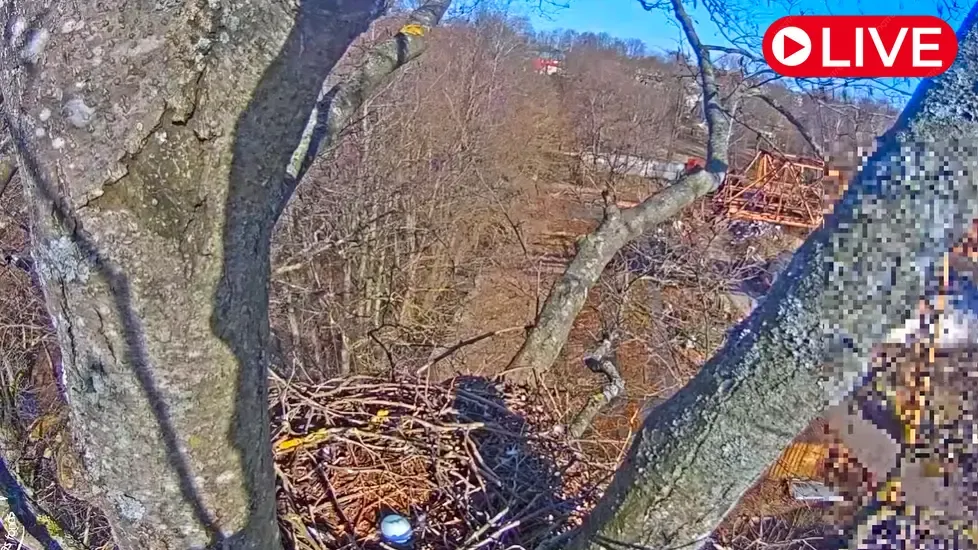 Goshawk Nests, Riga, Latvia Live Cam