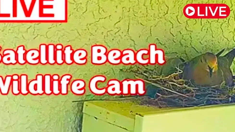 Веб-камера Гранд Канал, Сателлит Бич в реальном времени