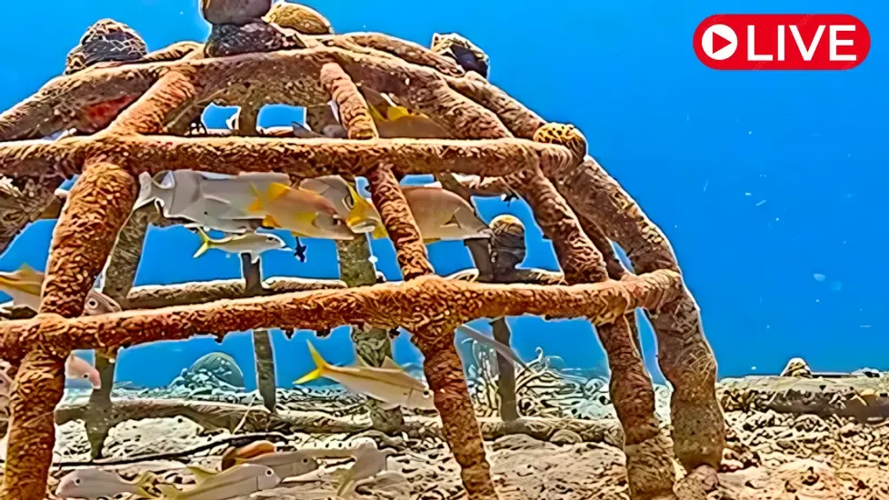 Harbour Village Bonaire Coral Reef Live Cam