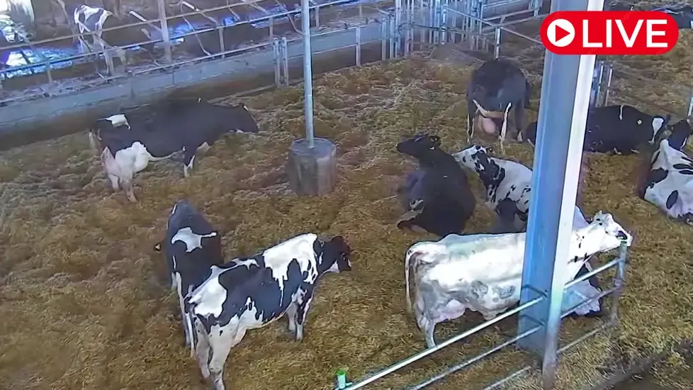 Hemme Milch Uckermark Farm, Germany Live Cam