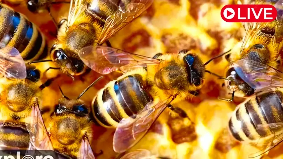 Honey bee nest, Waal Live Cam