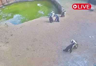 Honolulu Zoo Penguin, HI