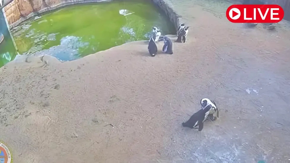 Honolulu Zoo Penguin, HI Live Cam