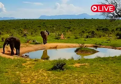Imagine Africa Waterhole Cam