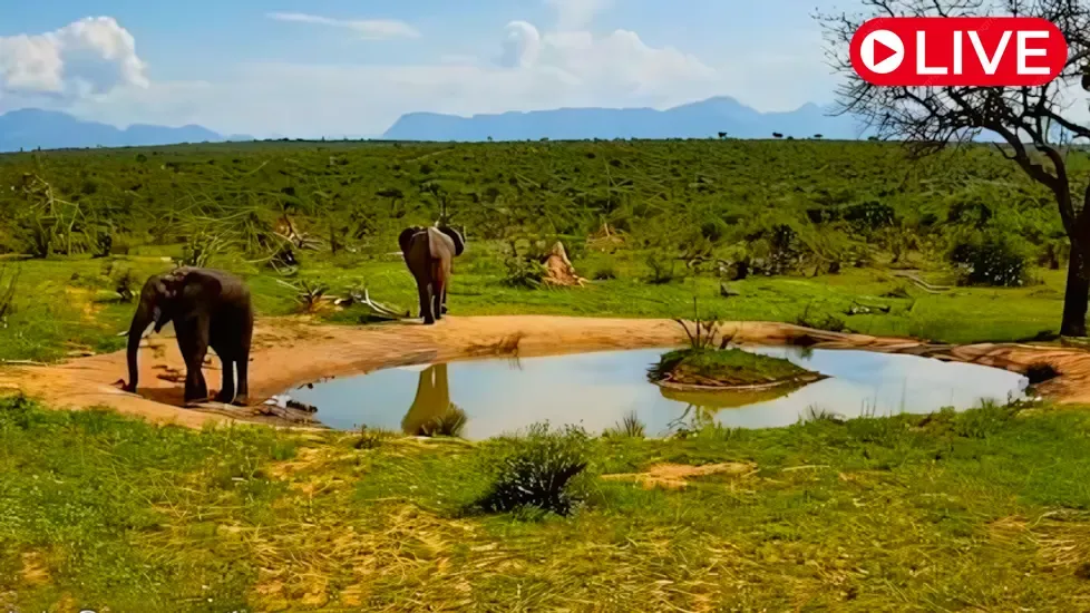 Imagine Africa Waterhole Cam Live Cam