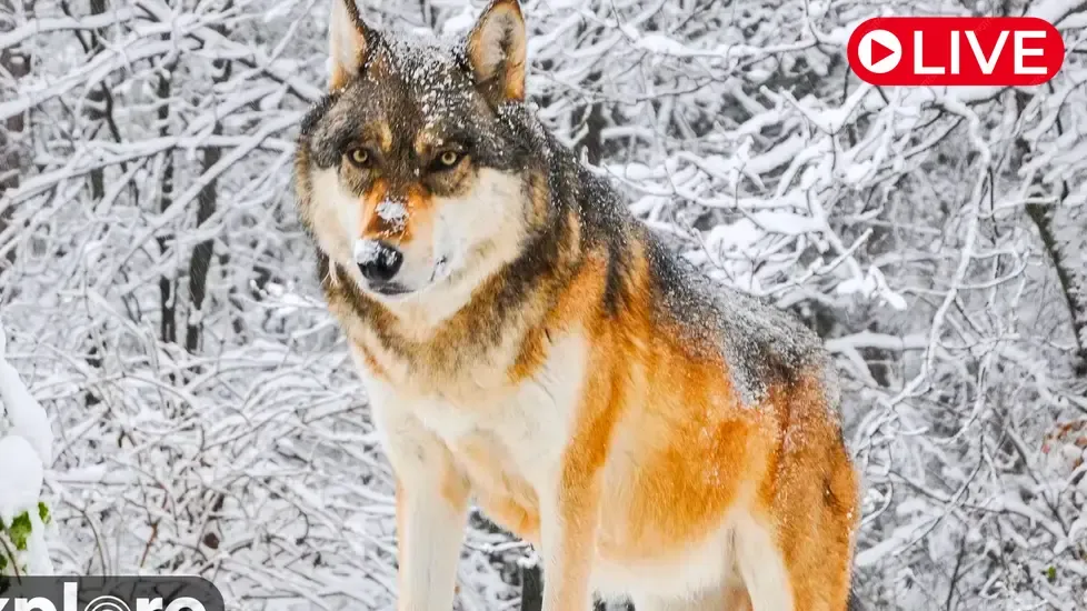 International Wolf Center, Minnesota Live Cam