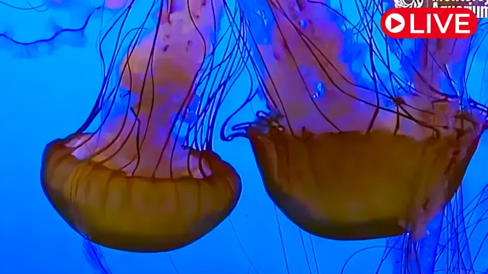 Jellyfish Aquarium Live Cam