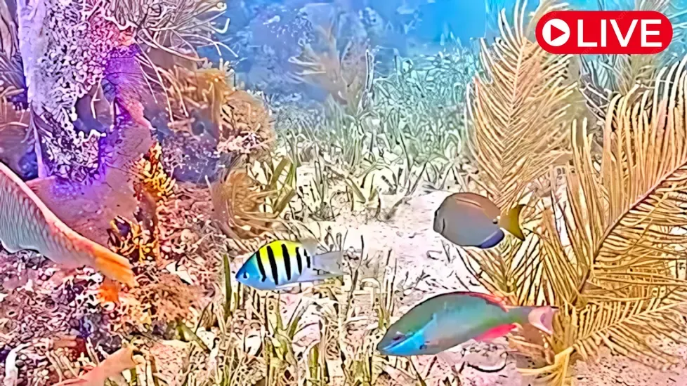 John Pennekamp Coral Reef State Park Live Cam