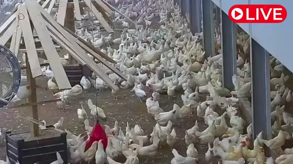 Kipster Farm Chickens IN, USA Live Cam