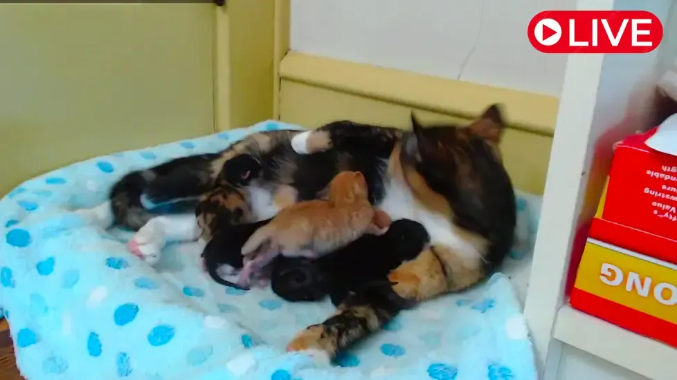 Kitkat Playroom, New Jersey Live Cam