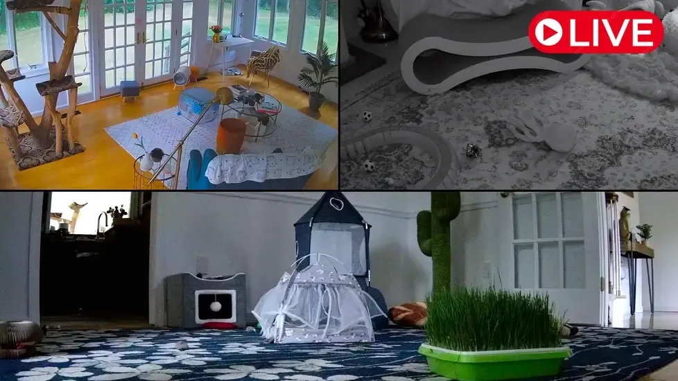 Kitten Academy, Connecticut Live Cam