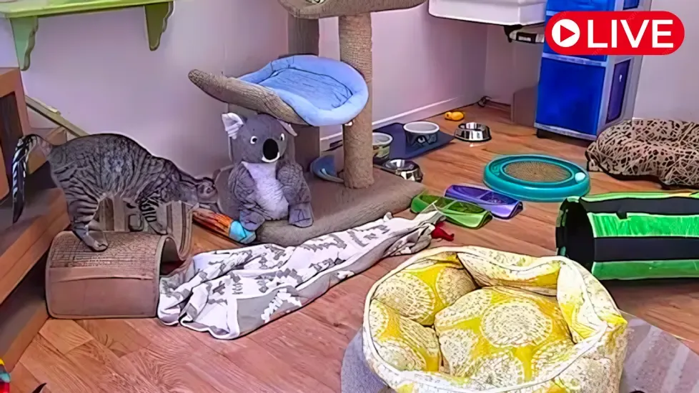Live Webcam Kitten Rescue Cat, California