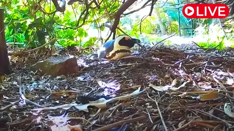 Kruger Wildlife Multicam Live Cam