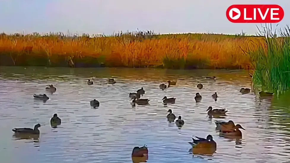 Laguna de El Oso, Ávila Live Cam