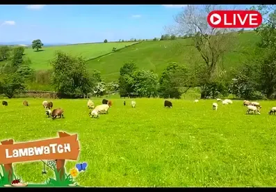 Lamb Watch, Old Gloucester Street