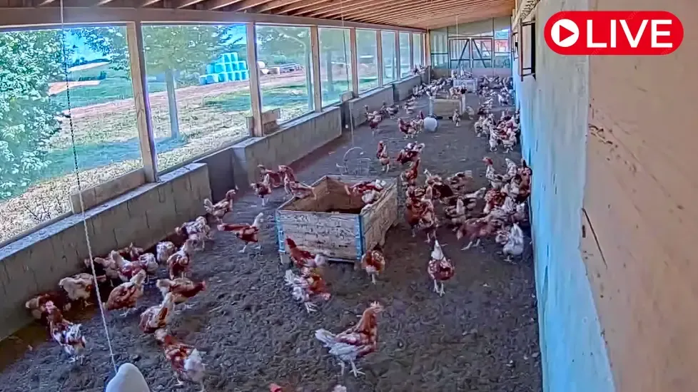 Lehnertz Chicken Farm, Rhineland-Palatinate Live Cam