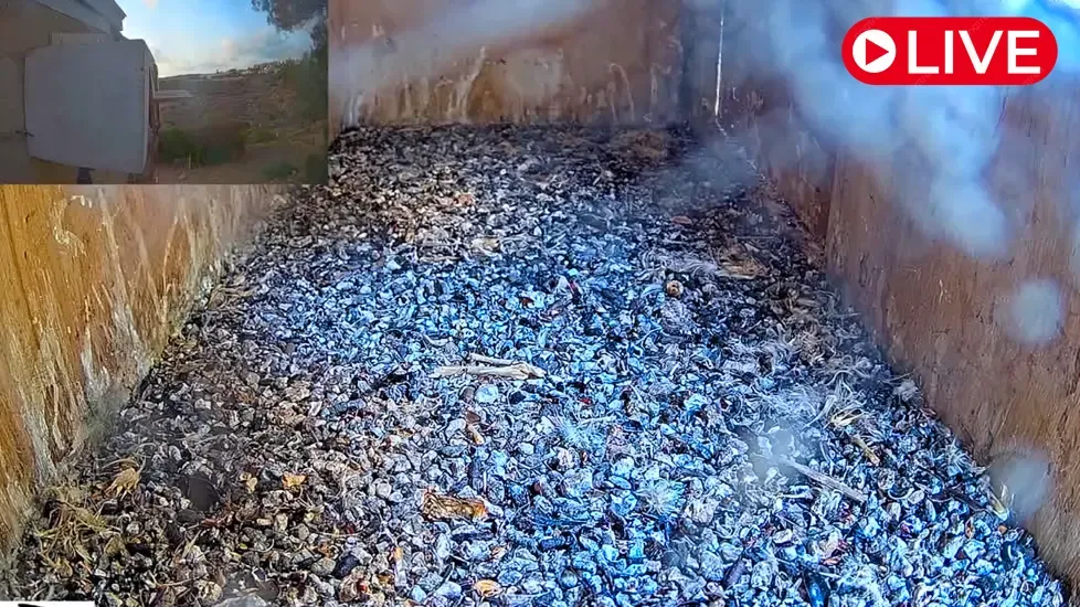 Lesser Kestrel, Ramat Hanadiv Live Cam