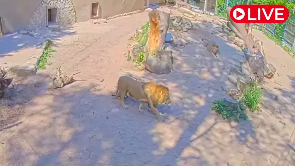 Lions, Riga National Zoological Garden Live Cam