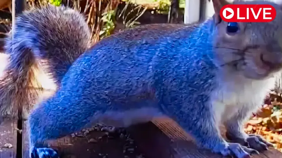 Littlehouse Feeder, Kansas Live Cam