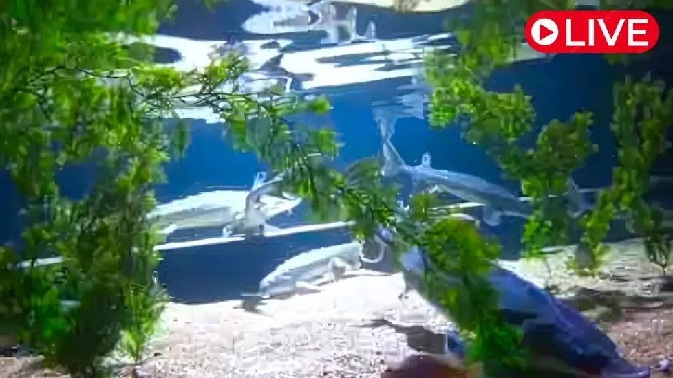 Maritime Aquarium, Norwalk Live Cam