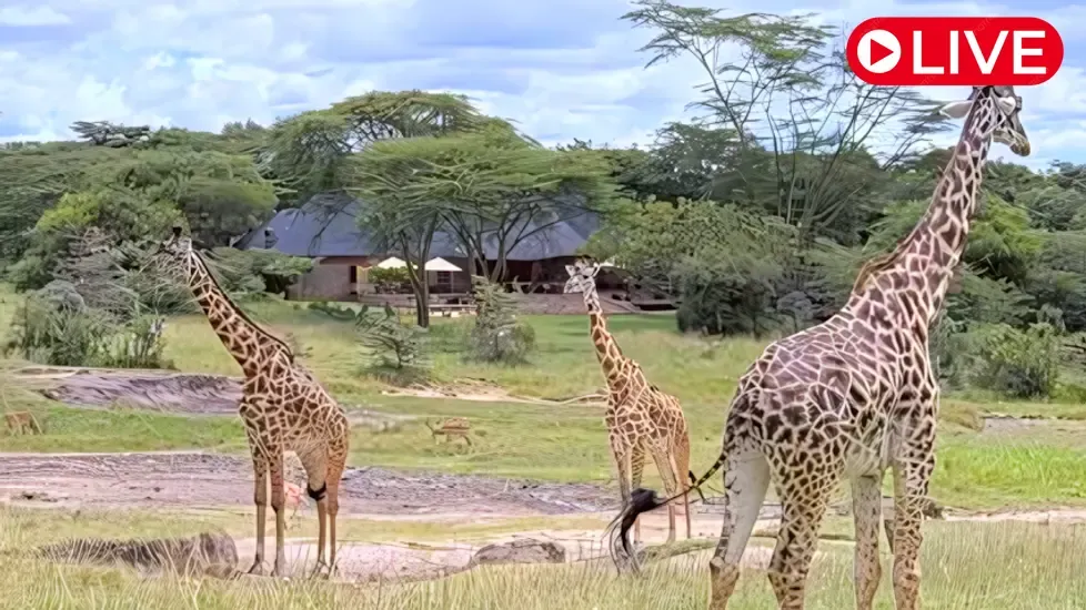 Masai Mara, Kenya Live Cam