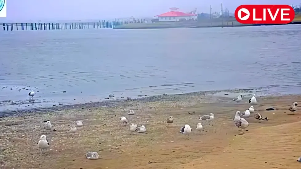 Mispillion Harbor, Delaware Live Cam