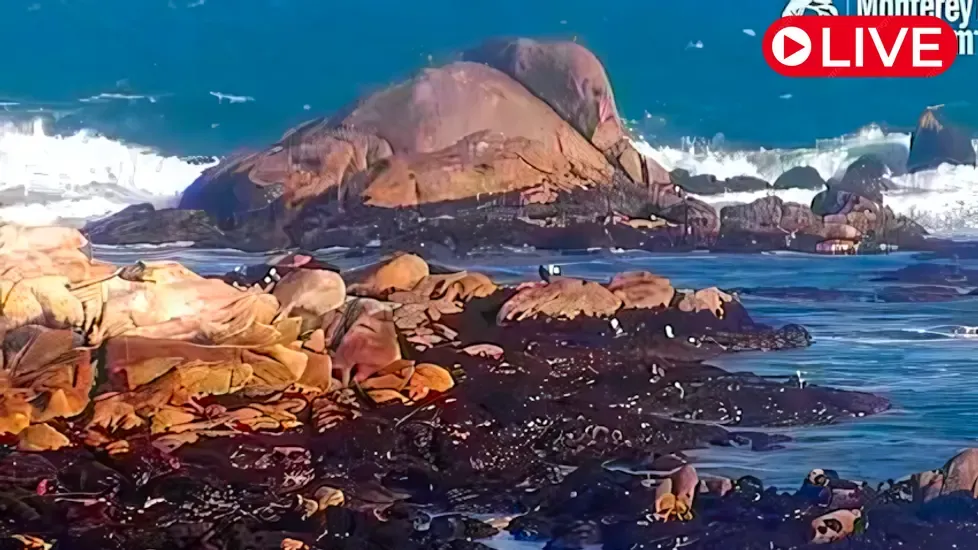 Monterey Bay Aquarium Live Cam