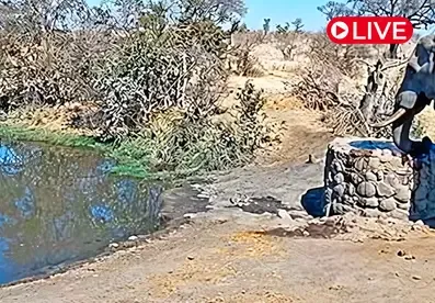 Naledi Dam Wildlife, Limpopo