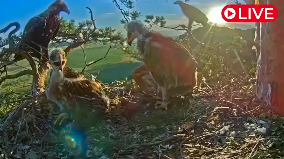Nest of solar eagle, Nizhnyaya Kama National Park Live Cam