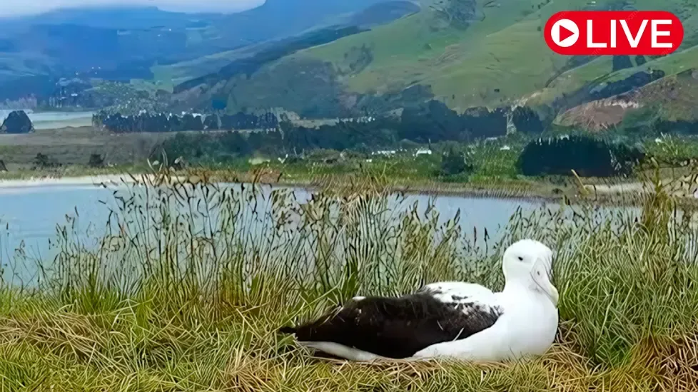 Northern Royal Albatross nest, Pukekura/Taiaroa Head Live Cam