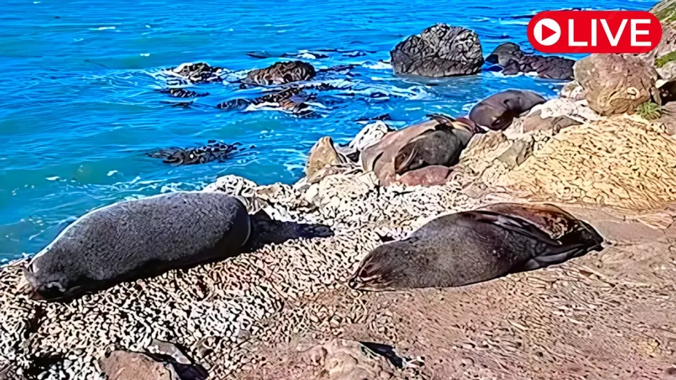 Oamaru Blue Penguin Colony Live Cam