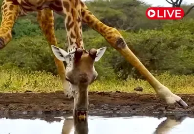 Ol Donyo Lodge, Kenya