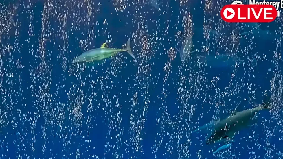 Open Sea, Monterey Bay Aquarium Live Cam