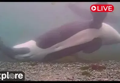 Orcas Rubbing Beach, British Columbia