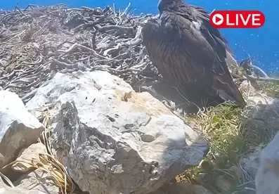 Osprey Nest, Cabrera