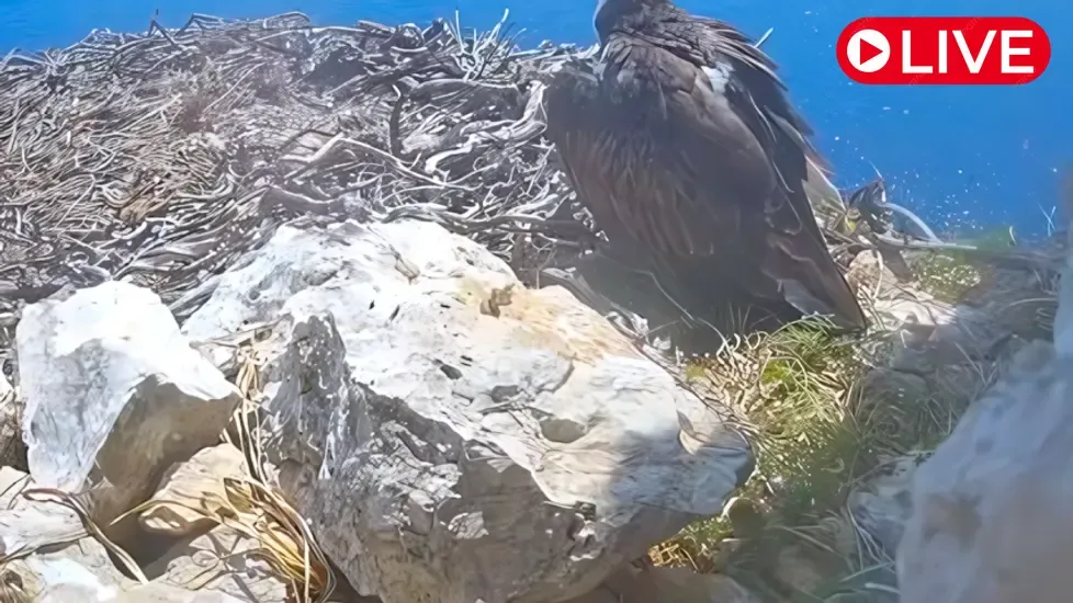 Osprey Nest, Cabrera Live Cam