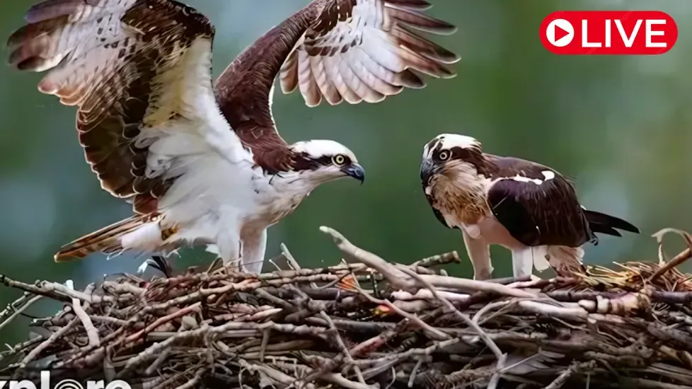 Osprey Nest, Charlo Live Cam