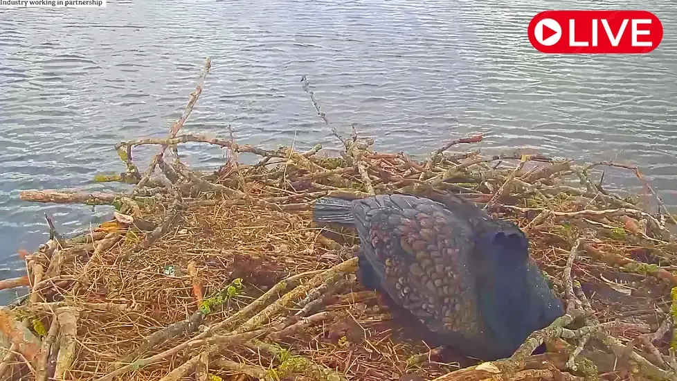 Osprey nest in Rutland county Live Cam