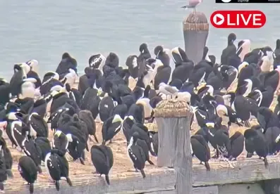 Otago Shag Sumpter Wharf Ōamaru