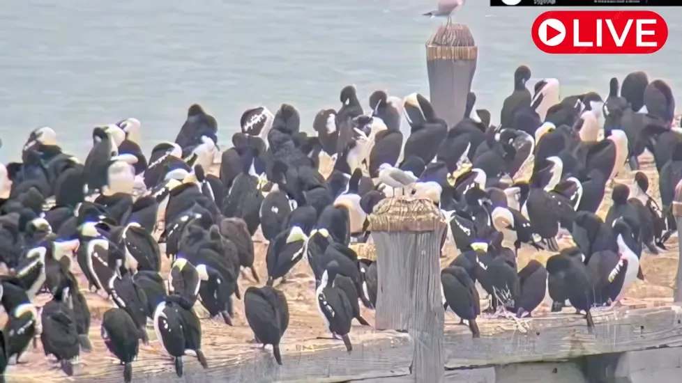 Otago Shag Sumpter Wharf Ōamaru Live Cam