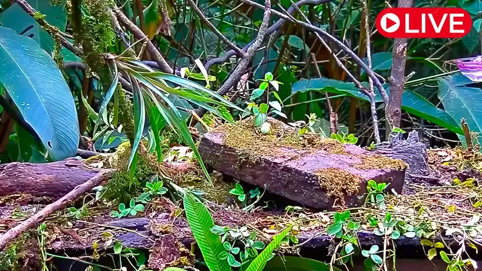 Panama Fruit Feeder, Canopy Lodge Live Cam