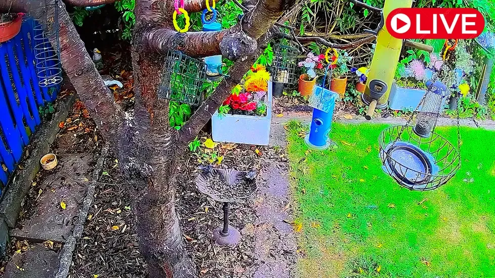 Parrot Aviary, North Yorkshire Live Cam