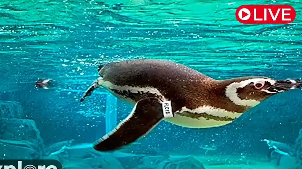 Penguin Habitat, Aquarium of Pacific, view 2 Live Cam