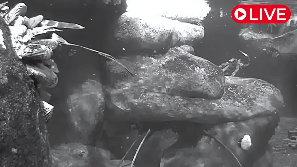 Penguin Underwater, California Live Cam