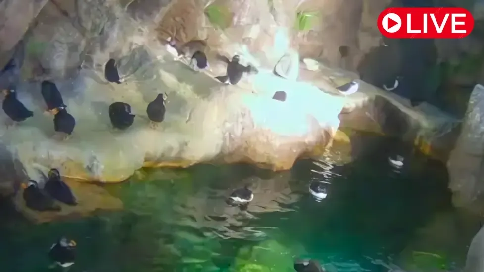 Penguins, Saint Louis Zoo Live Cam